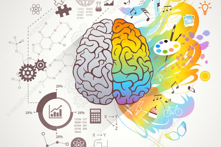Left and right brain, illustration.